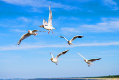 Möwen auf der Insel Usedom Möwen