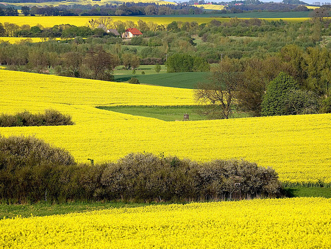 Rapsblüte an der Müritz Rapsblüte an der Müritz