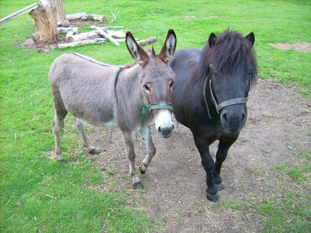 Esel und Pony