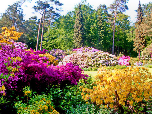 rhododendronpark