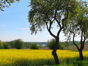 blühendes Rapsfeld und Seeblick Rapsfeld und See