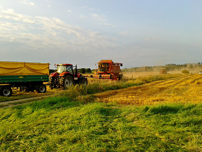 Zuschauen bei der Ernte