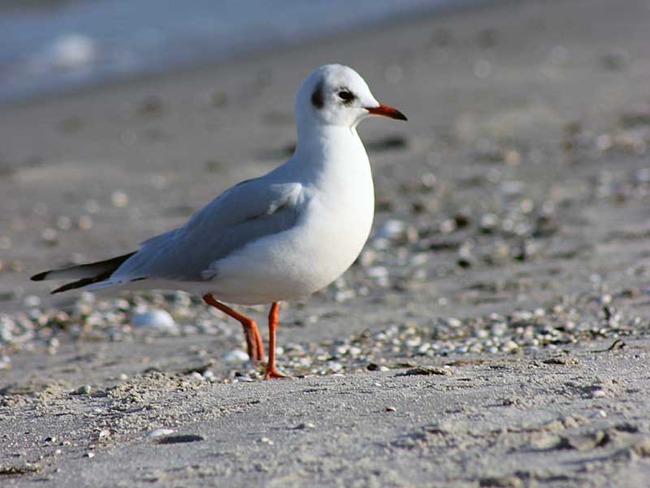 Möwe am Strand Möwe am Strand