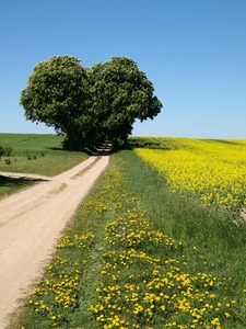 In der Vor-und Nachsaison radelt es besonders schön auf Rügen, genießen Sie wunderschöne Alleen, alte Bäume, Blumenwiesen und immer wieder den Blick auf´s Wasser. Rügen und seine Alleen