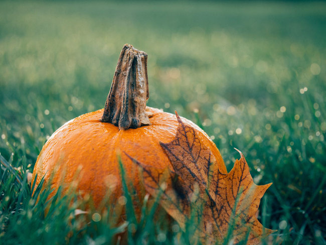 Halloween an der Müritz - © pixabay pumpkin-1030817_1920