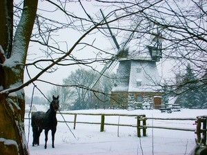 winter-muehlenberg