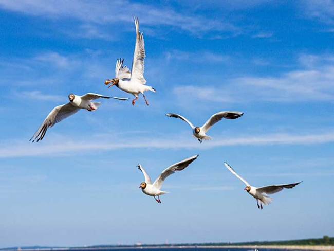 Single insel usedom