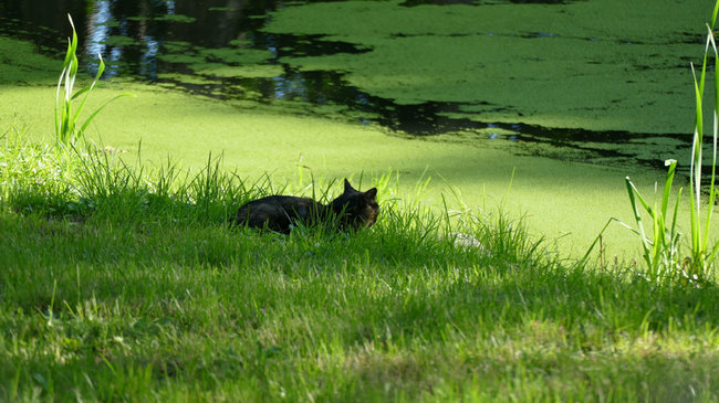 Katze am Teich