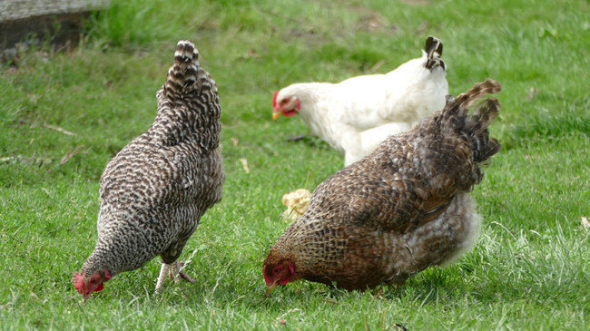 Hühner auf dem Hof