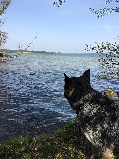 Hund am Plauer See