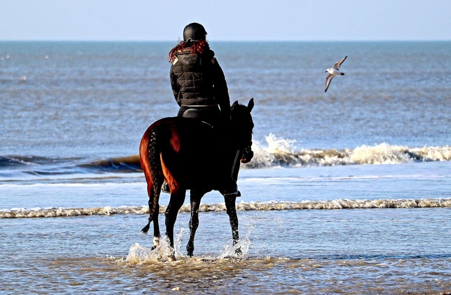 Mit dem eigenen Pferd am Meer