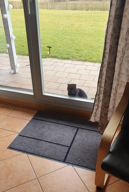 Katze vor Fenster