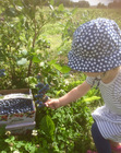 Kind beim Beerenpflücken
