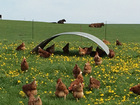 Hühner auf der Weide