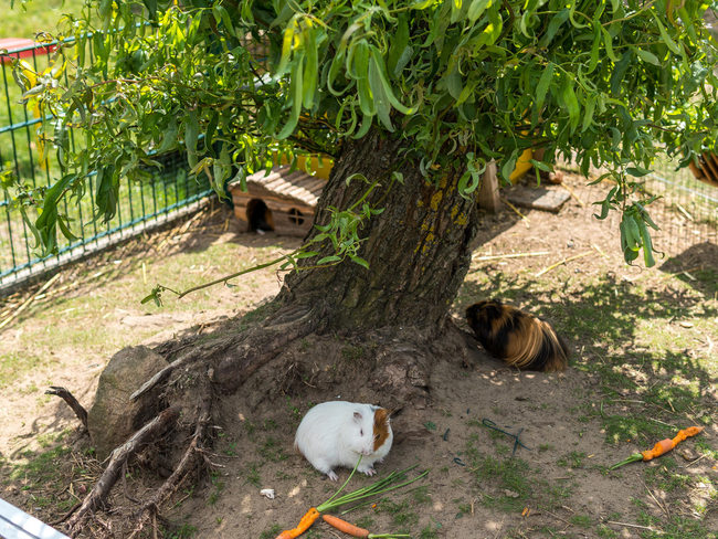 Streichelzoo in der Ferienanlage