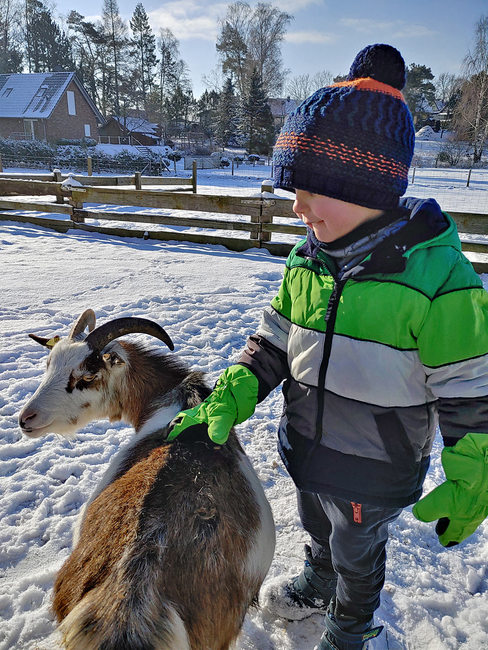 Ziege im Winter in der Ferienanlage
