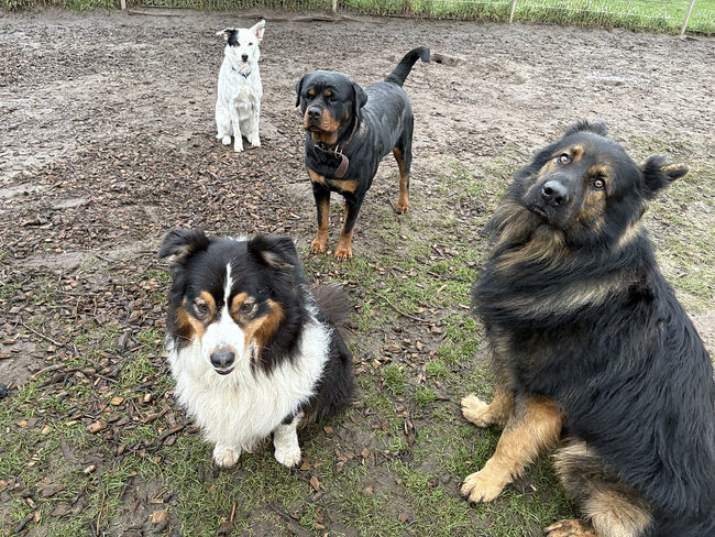 Hunde Gruppe
